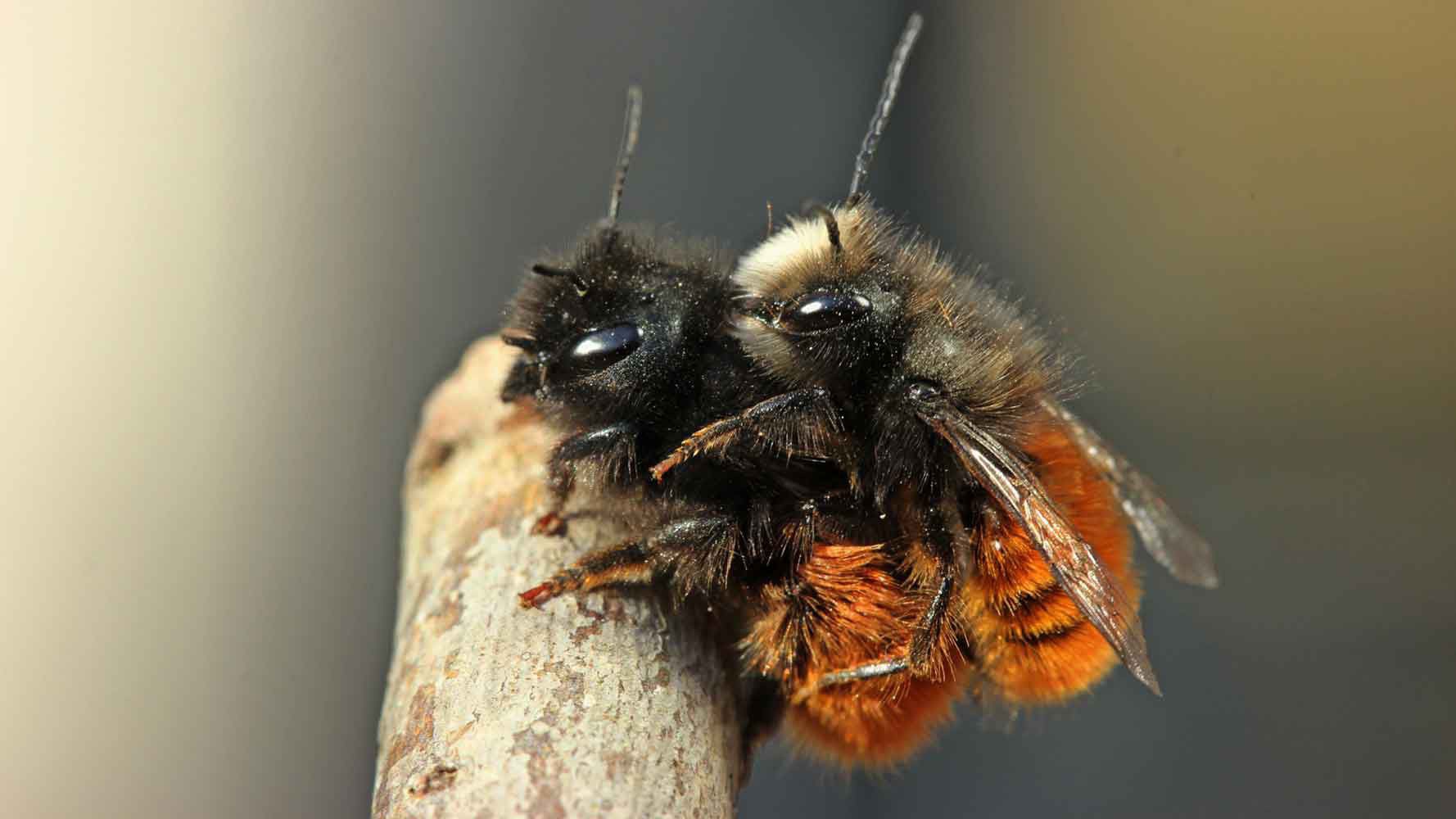 European orchard bee – CityNature