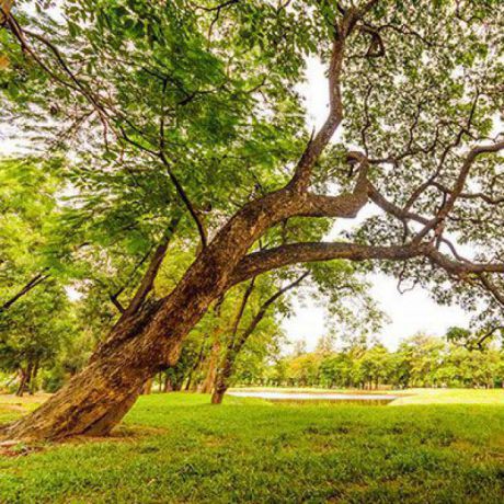 Preserving and developing old trees and thus creating habitats – CityNature